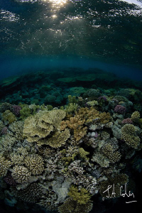 Reef Scene by Julian Cohen 